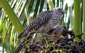 Eudynamys scolopaceus,.jpg